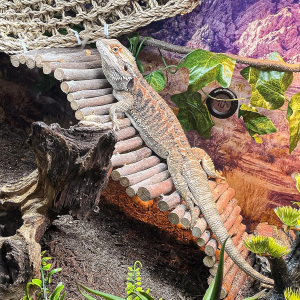 Reptiles and Amphibians